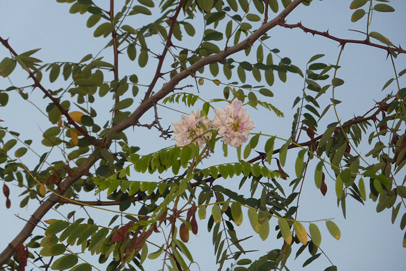Отдыхающих на базе отдыха ХГУ встречают совы и розовая акация