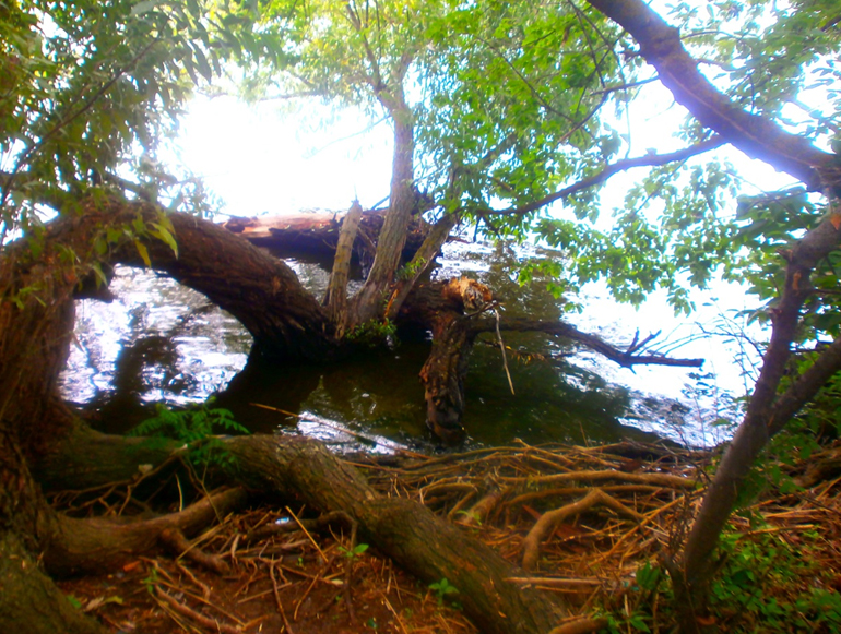 Фотограф нашел «заросли Амазонии» и «мангровые заросли бассейна реки Инд» в городской черте Херсона 