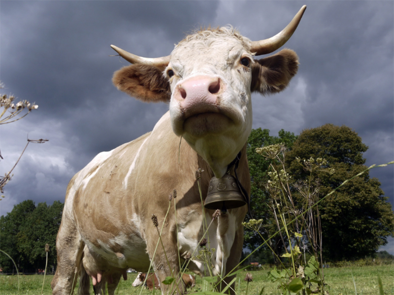 Коровы на Херсонщине опаснее автобусов