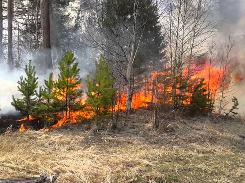 Підпали рукотворних лісів стали справжнім лихом на Херсонщині