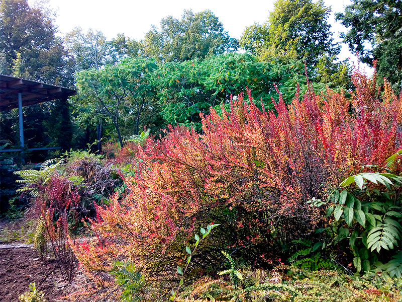 Цветущий уголок Херсона – ботанический сад ХГУ