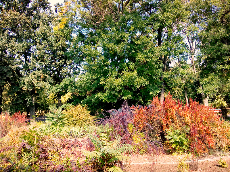 Цветущий уголок Херсона – ботанический сад ХГУ