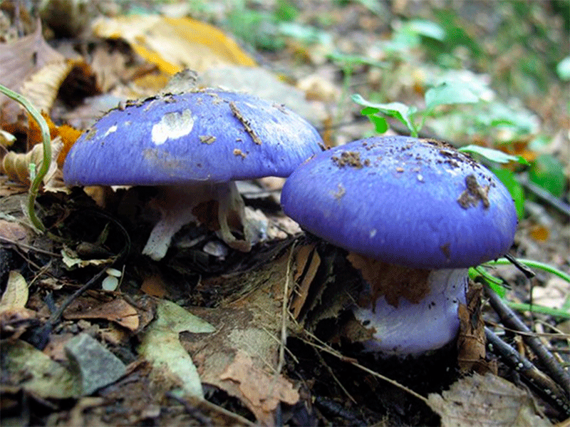 Школьники на Херсонщине синих грибов наелись