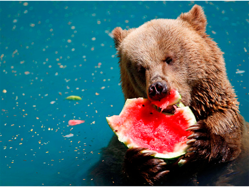 Херсонские арбузы тоннами поедают медведи