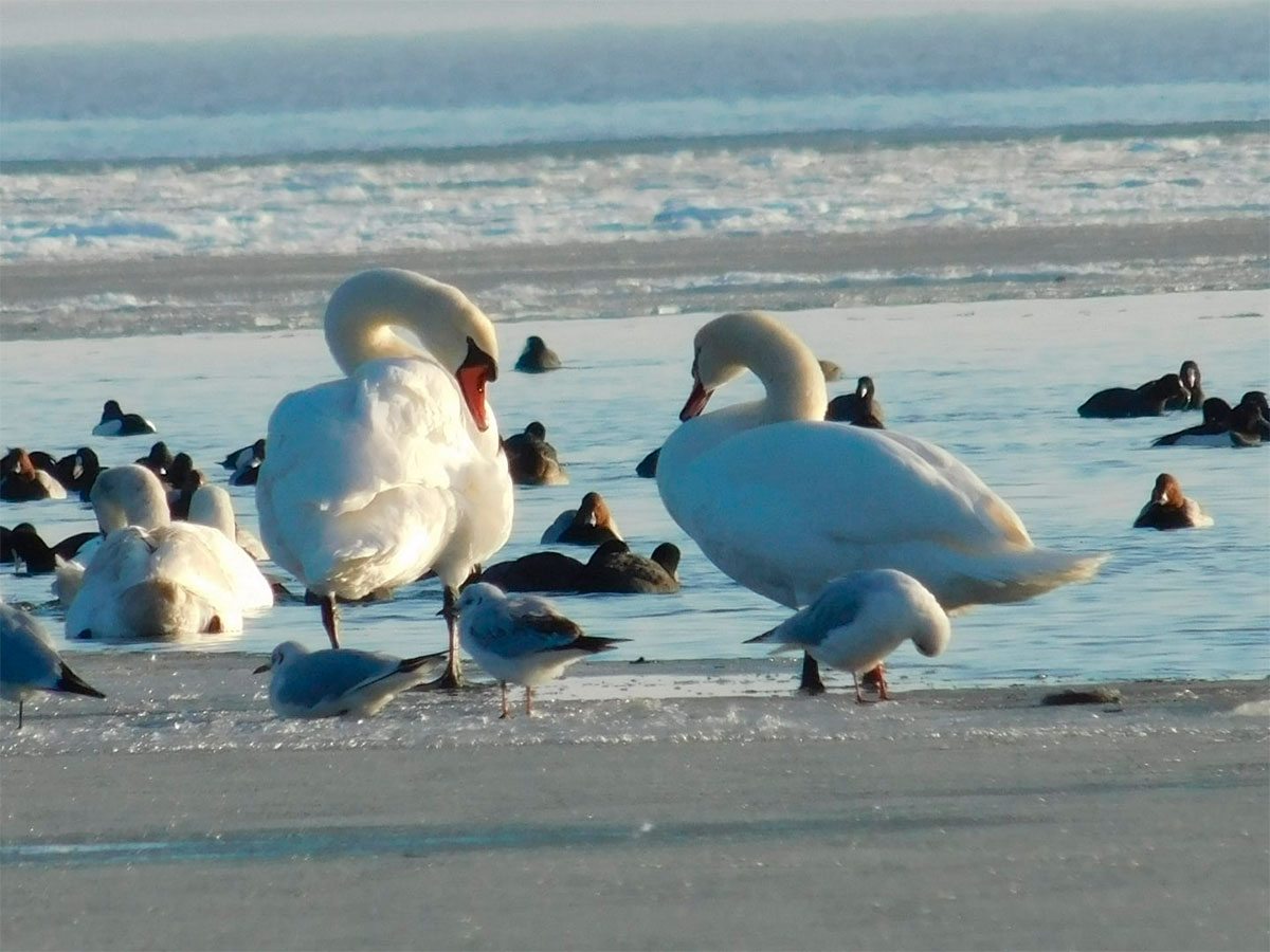За зимующих на Херсонщине лебедей ученые спокойны