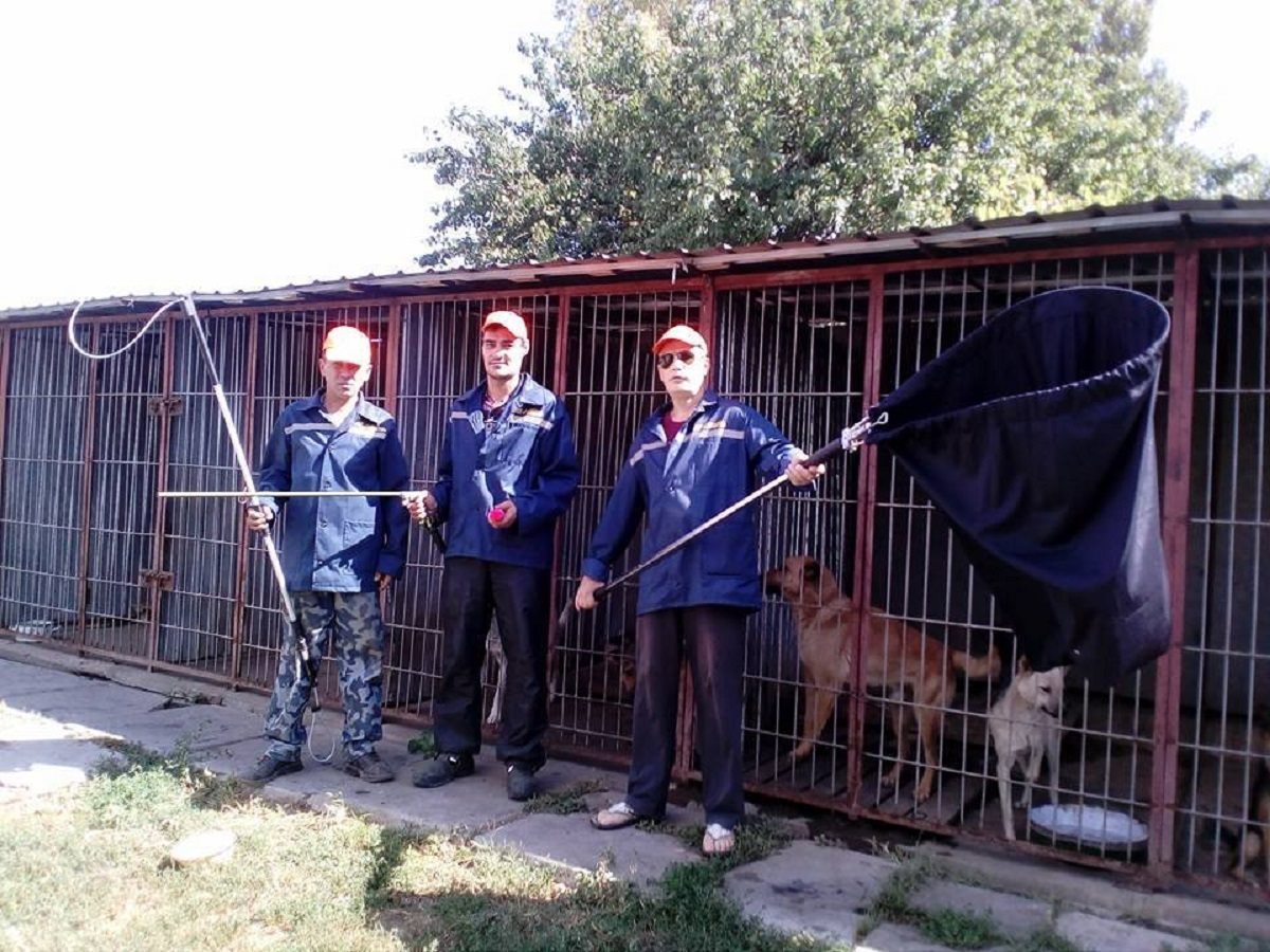 гарантия, бродячие собаки, бюджет