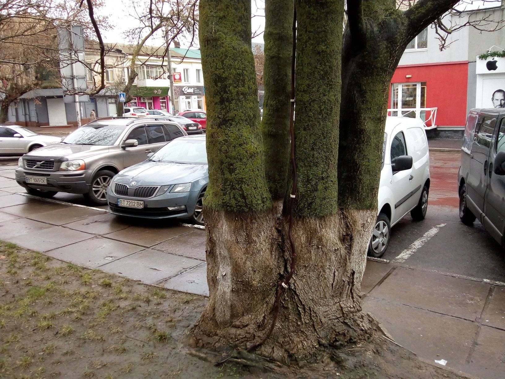Удивительное дерево выросло в Херсоне