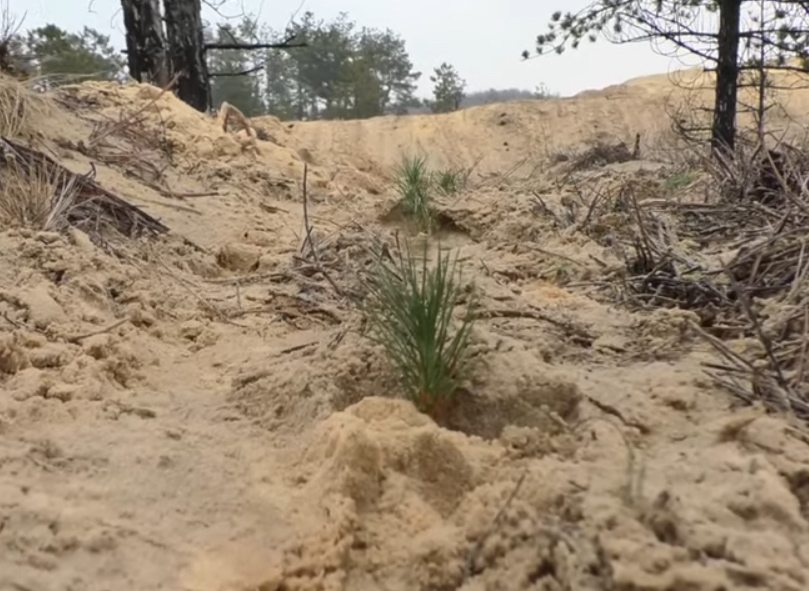 ліс, громада, насадження