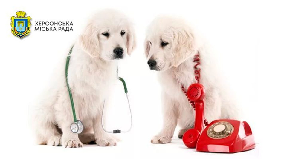 лікарі, ветеринарна медицина, телефон