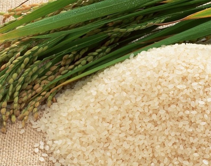 рис, поле, сівба