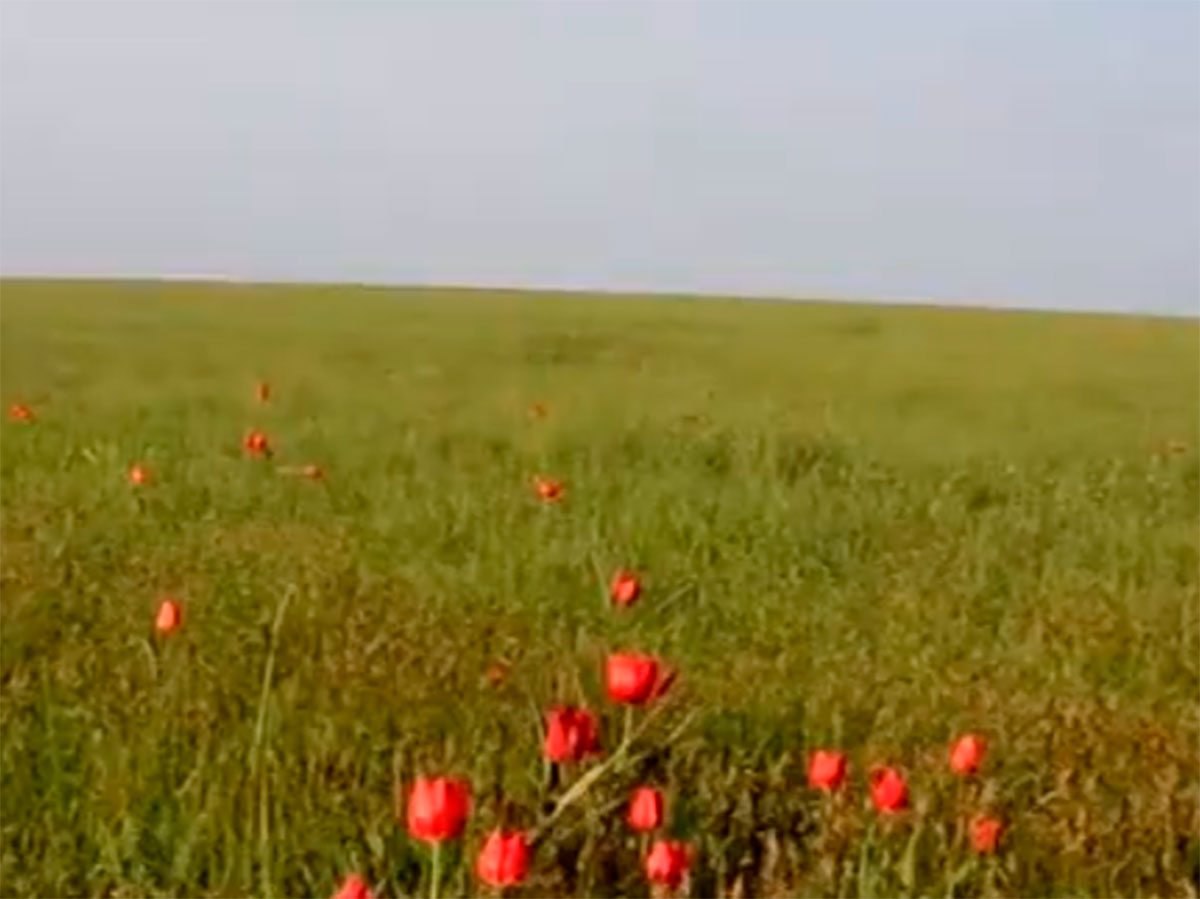 Херсонщина, відео, туризм