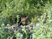 60576