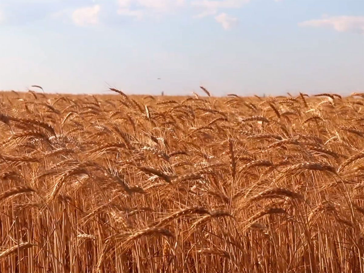 Херсонщина, відео, форум
