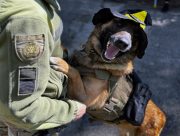 Психологи та кінологи підтримали поранених поліцейських Херсонщини