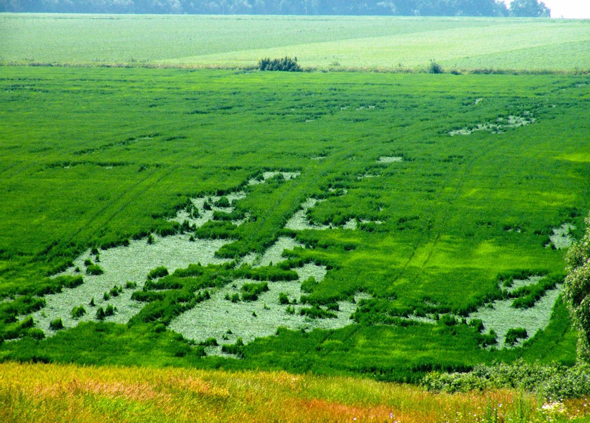 жатва, зерно, аграрии, ливни, ураганы