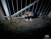 У Херсоні поліцейські врятували собаку