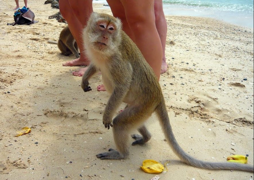 На Херсонщине обезьяна на пляже напала на девочку