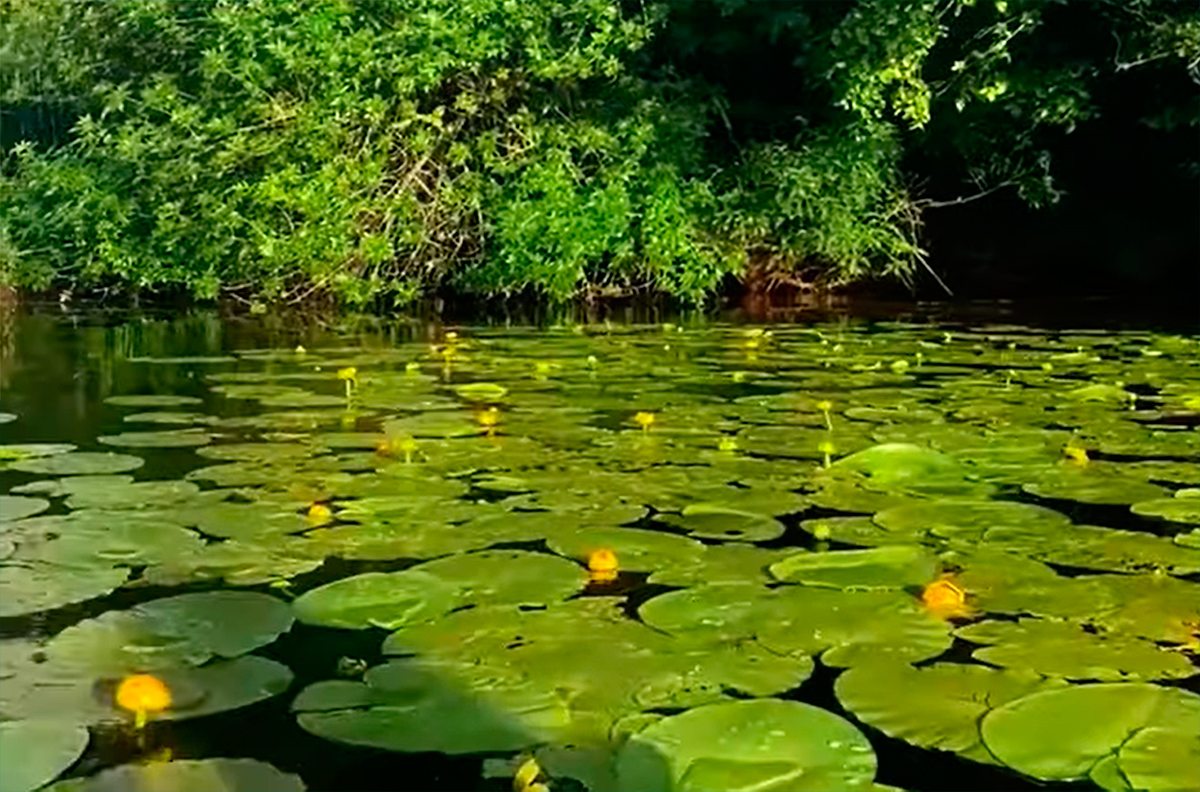 Херсон, відео, плавні