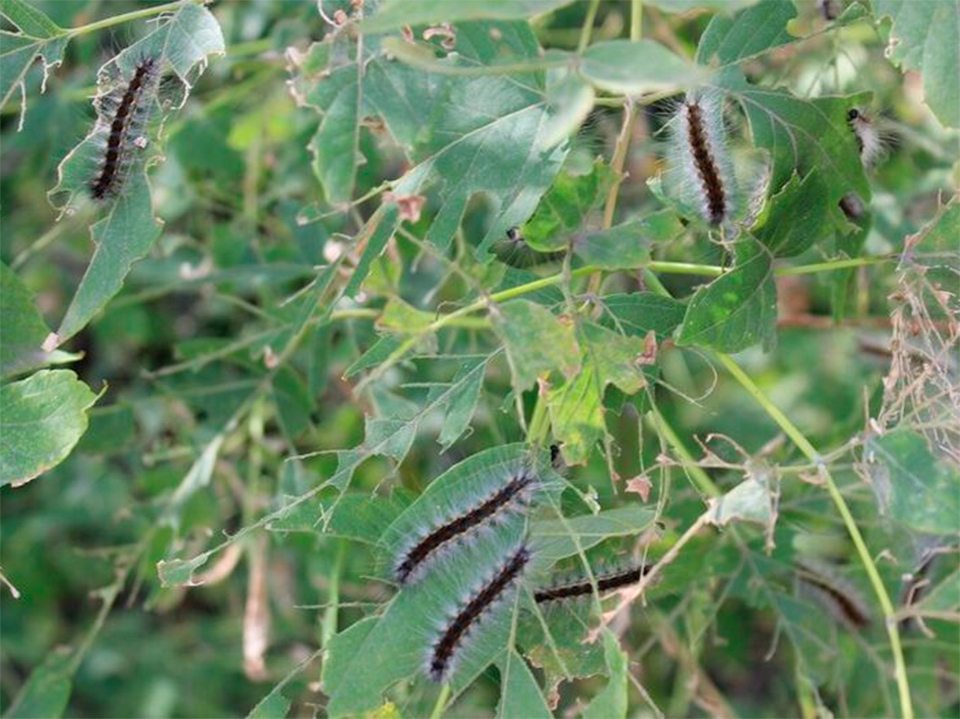 шкідники, гусінь, дерева