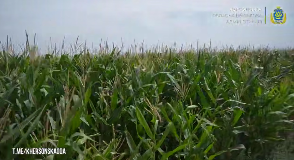 Херсонщині, триває, збір, урожаю, аграрії, зібрали, 160 тисяч тонн продукції, зернових, зернобобових, культур, технічних, культур, овочів, картоплі, херсонських, динь, кавунів