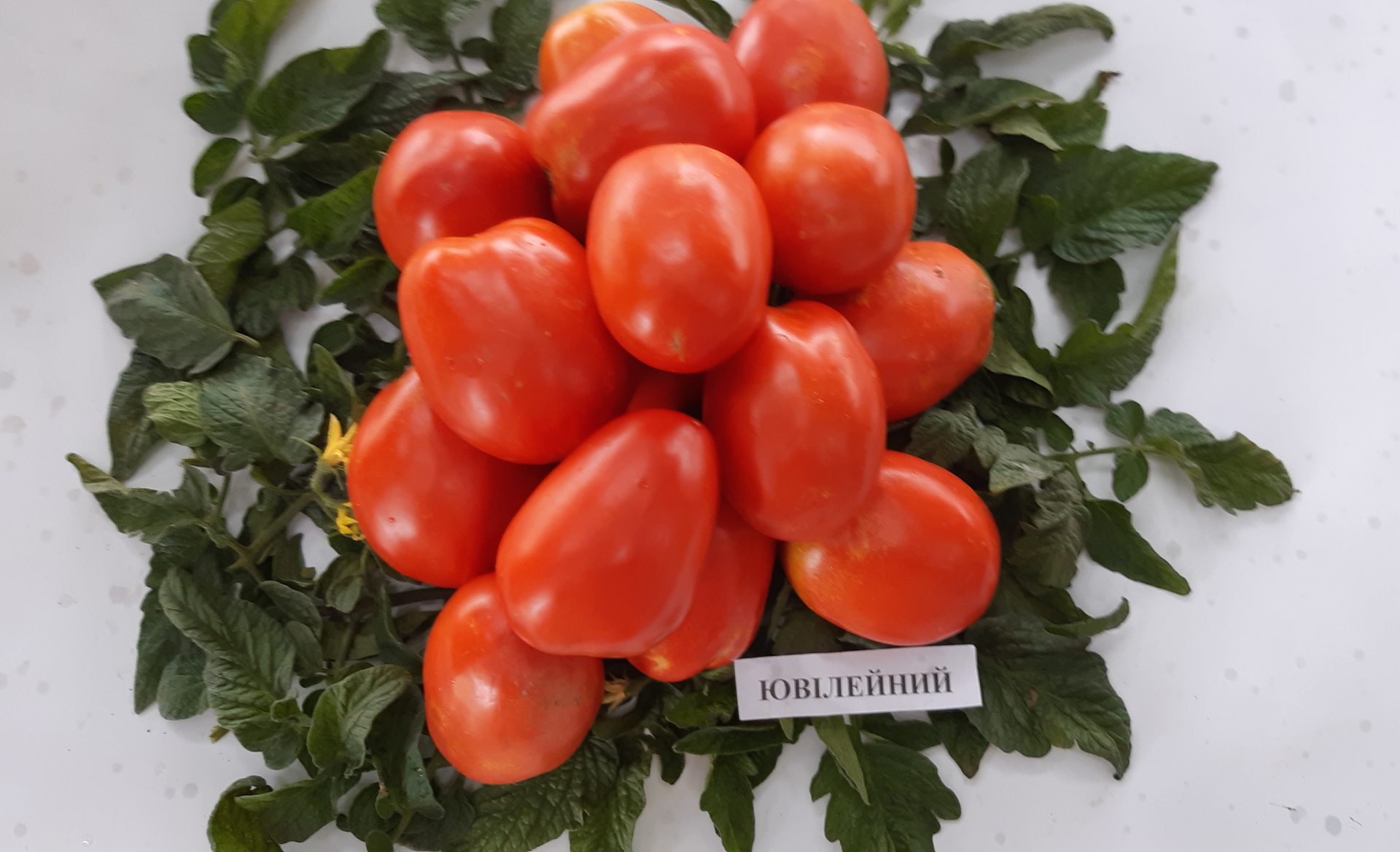 Сорт великанских помидоров вывели херсонские селекционеры