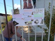 Бібліотека стала осередком доброти: херсонці підтримують безпритульних тварин