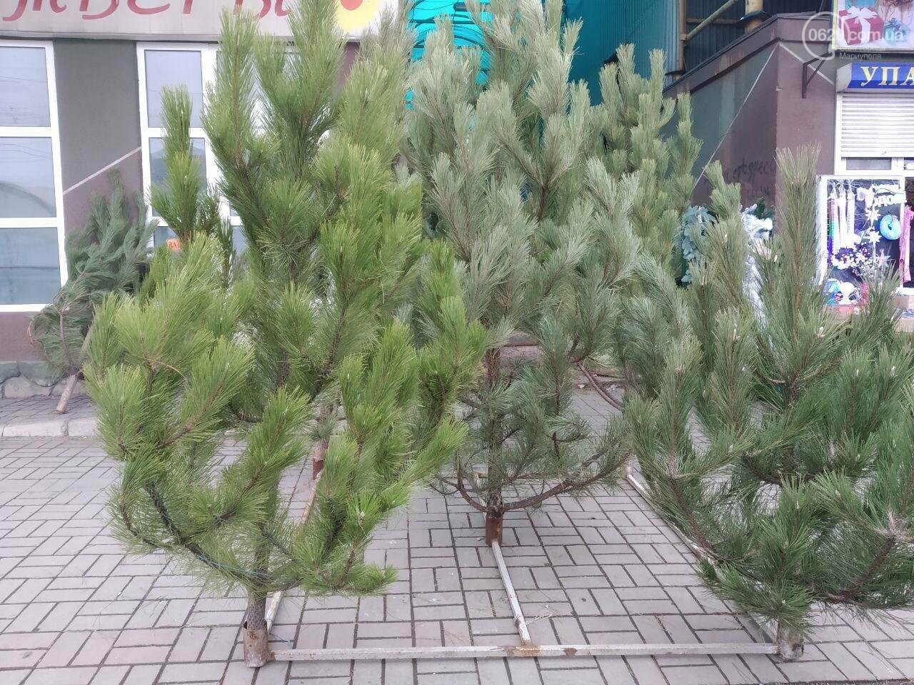 сосны, лесхозы, новый год