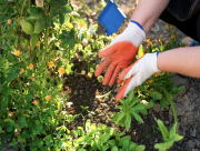 Опрыскивать или вносить сразу в почву, как применять микроудобрение
