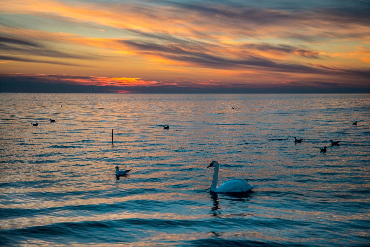 Херсонщина, лебеди, Яновский